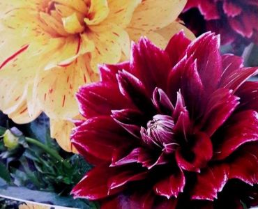 Далия decorative 3 корена